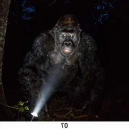 trail camera photograph of a yeti at night in the forest. obscurity. darkness!!!. flash light. glowing yellow eyes. giant ape. motion blur. dim light.