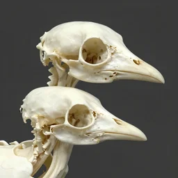 bird heads made of bone structure, with diapsid with a pre - lachrymal fossa, a single occipital condyl, photograph by bird skeleton collection includes around 1 6, 0 0 0 specimens