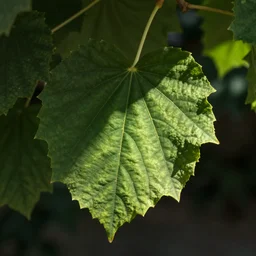 night shade leaf detailed