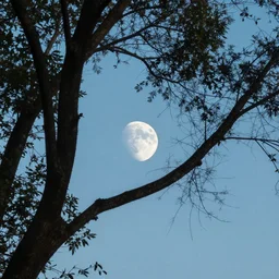 moon on a tree
