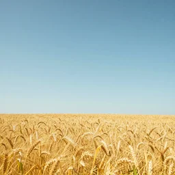 photo of clear sky without clouds and a yellow wheat field, 8k, vibrant, beautiful, perfect light, photorealism, cinematic, highly detailed, symmetry, soft light