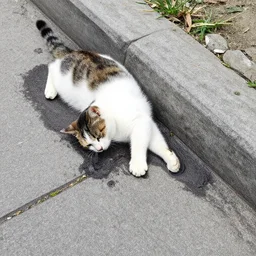 cat dissolved into sidewalk