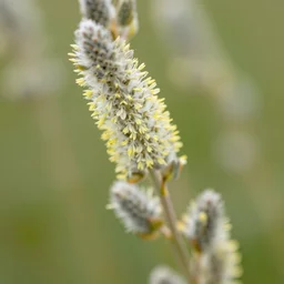 a macro shot of willowherb flowers