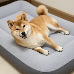 A shiba inu laying on an air mattress
