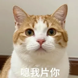 funny cat meme, trending on ifunny