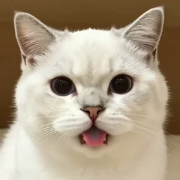 A photograph of a white cat with black fur around her eyes sticking tongue out, looking at camera, warm lighting, cute, playful, 4k, 8k, hd