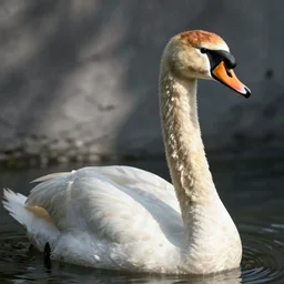 a swan with a giraffe neck and head, realistic, detailed