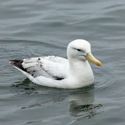 yellow nosed albatross floating
