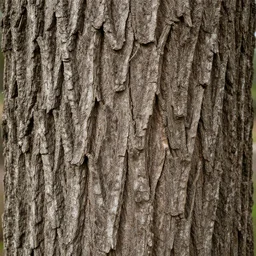 oak tree bark material texture, high detail, high definition, photorealistic, 8 k,