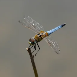 dragonlike fly next to a dragonfly