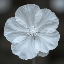 colorless flower