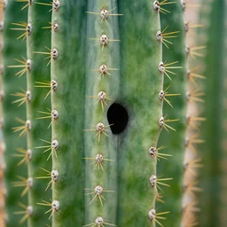 cactus protruding out of nostril