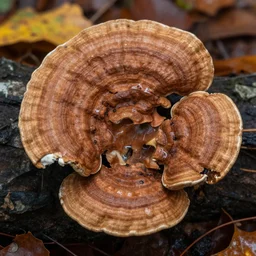 photograpg of reishi mushroom, autumn, nature photography, canon, sony, nikon, olympus, 4 k, hd