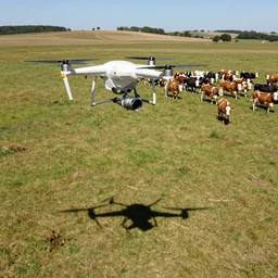 a uav with it own shaddow is watching a large group of cows