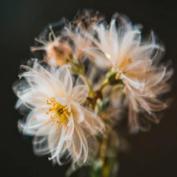 grainy double exposure photograph of flowers in motion, in volumetric lighting, light leaks, intricate, highly detailed