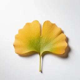 elderly ginkgo leaf, studio photography, full body, isolated on a pure white background, centered, entire subject in frame, sharp focus, soft studio lighting