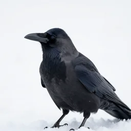 a crow in the snow. close - up photo. professional wildlife photography. 8 k. sharp focus.