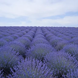 blue and purple meadows