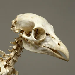 bird head made of intricate bone structure, with diapsid with a pre - lachrymal fossa, a single occipital condyl, bone structure photograph by naturalist museum