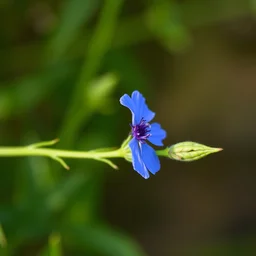 something blue