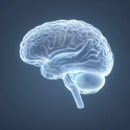 brain, holographic projection, semitransparent, centered