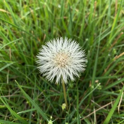 i found this thing in a field, what is it