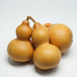 gourd amber heard hybrid intercross mix as a gourd