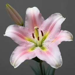 real life photo of lily flowers, still life, realistic, 8 k, macro photo, iso 1 0 0, shutter speed 1 2 5, aperture 8,