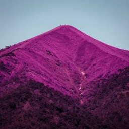 magenta mountain