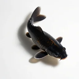 black koi fish, studio photography, full body, isolated on a pure white background, centered, entire subject in frame, sharp focus, soft studio lighting
