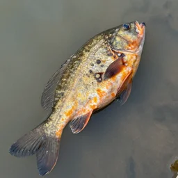a photo showing a rotten tench