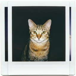 Polaroid photo of a cute avocado-cat