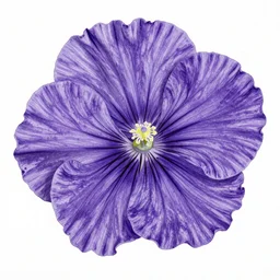 violet drawing by john day, fine detail, hdr