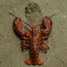 a film still from the lobster ( 2 0 1 5 )