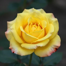 a beautiful yellow rose with blood - stained thorns