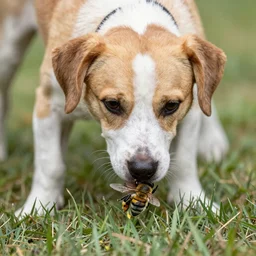 Amber Heard\'s dog stung by a bee