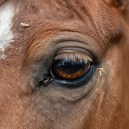 a horse eye filled with maggots.