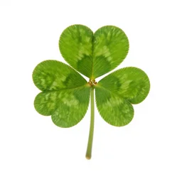 golden four leaf clover, studio photography, full body, isolated on a pure white background, centered, entire subject in frame, sharp focus, soft studio lighting