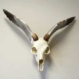 seagull taxidermy cranial