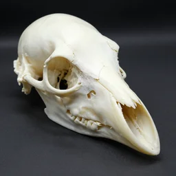bony peeled beaked birdy bird skull, bird shaped skull, crow skull, eagle skull