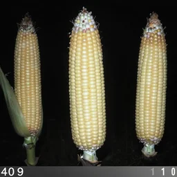 trail cam footage of ominous floating corn cobs, nighttime trail cam
