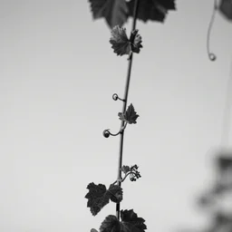 tendrils of a climber vine, award winning black and white photography