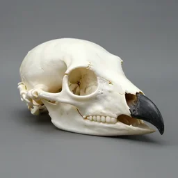 bird victorian style avian raptor fowl skull of a bird with black beak realistic