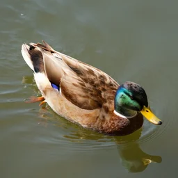 duck swimming in pozole