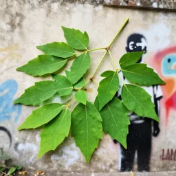 moringa leaves, beautiful, refreshing, graffiti, banksy