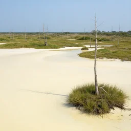 creamy swamp landscape