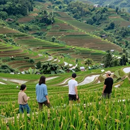 beautiful scenery of rice terraces, by anato finnstark, by alena aenami, by john harris, by ross tran, by wlop, by andreas rocha