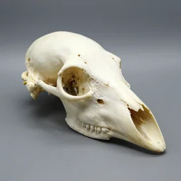 fossilized bird head birdskull portrait. clean bones, raven bones, crow bones, seagull bones, studio lighting, museum exhibit, 3 5 mm, side profile