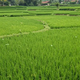 indonesia, paddy fields, by jordan grimmer