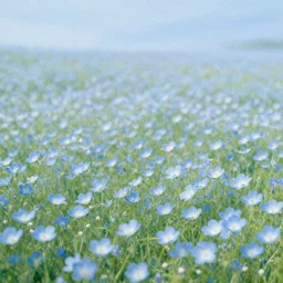 field of light blue flowers on a summers day, matte painting